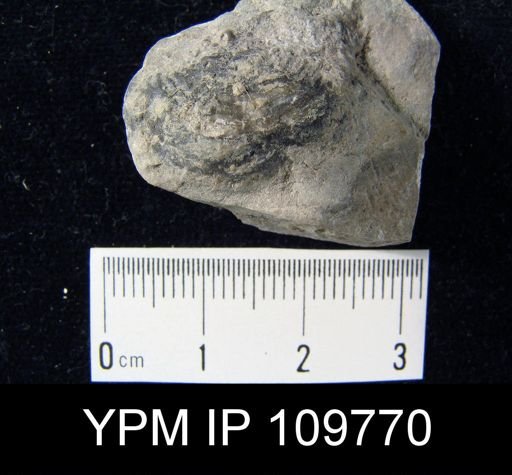 Leptaena rhomboidalis