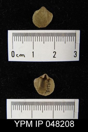 Parmorthis brownsportensis