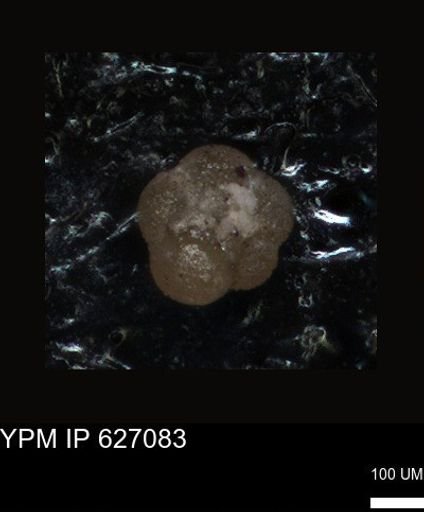 undet. Foraminiferida