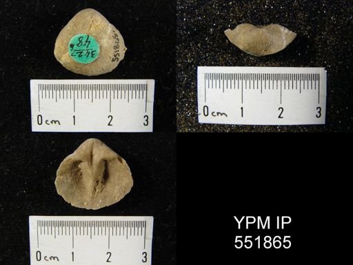 Gypidula sp.