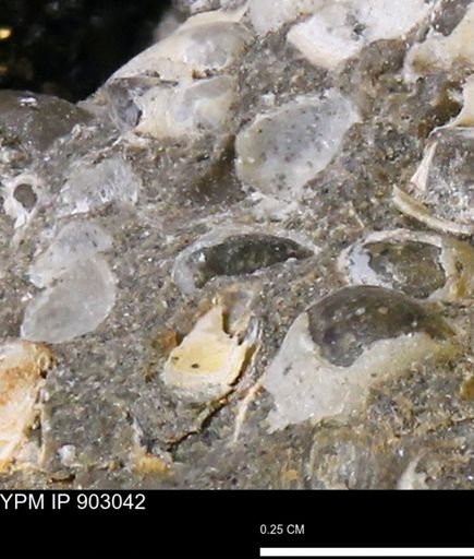 Corbulamella?