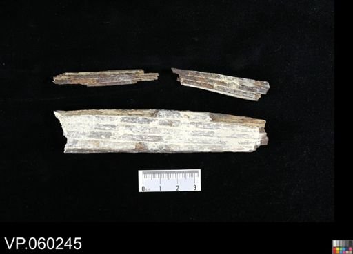 undet. Actinopterygii