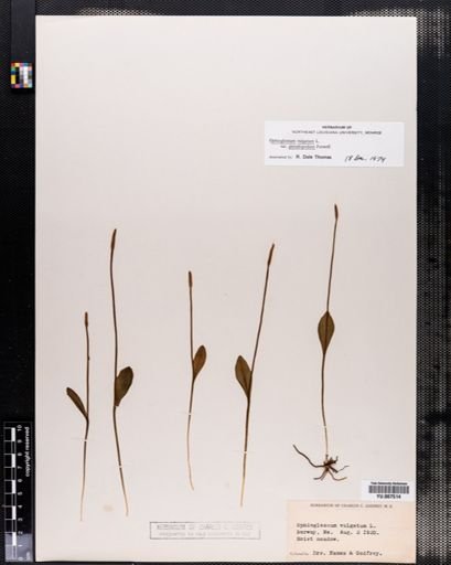 Ophioglossum vulgatum