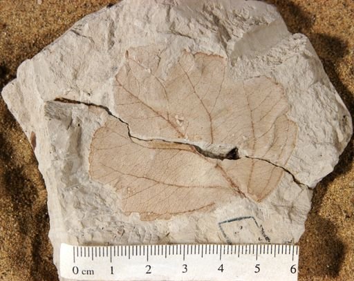 Populus lindgreni