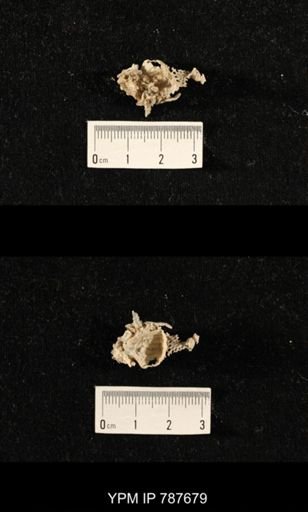 Meekella sp.