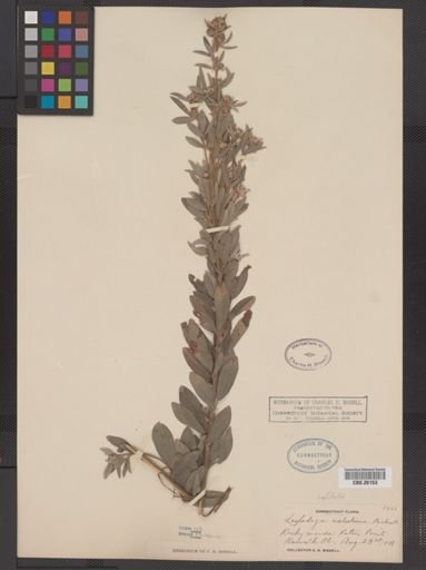 Lespedeza capitata