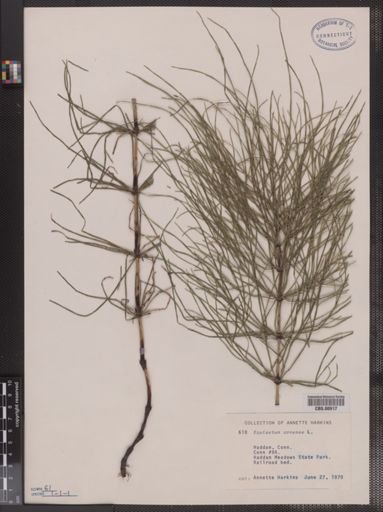 Equisetum arvense