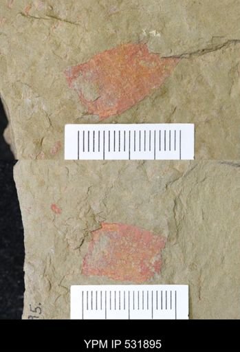 undet. Porifera
