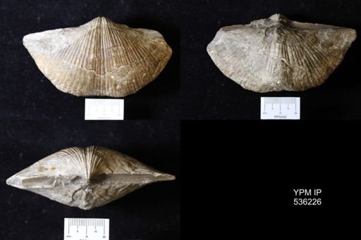 Spirifer sp.