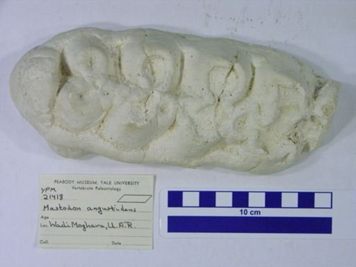 Mastodon angustidens