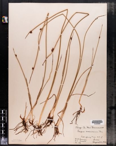 Scirpus americanus