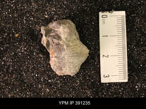 Scaphitidae