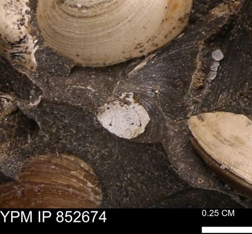 Limopsis striatopunctatus