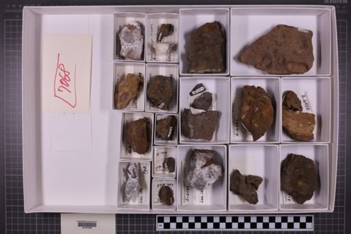 mixed taxa, stratigraphic collection
