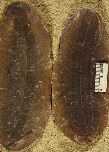 Pecopteris