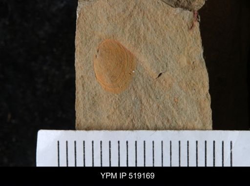 Brevipelta chouberti