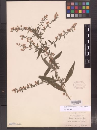Symphyotrichum lateriflorum