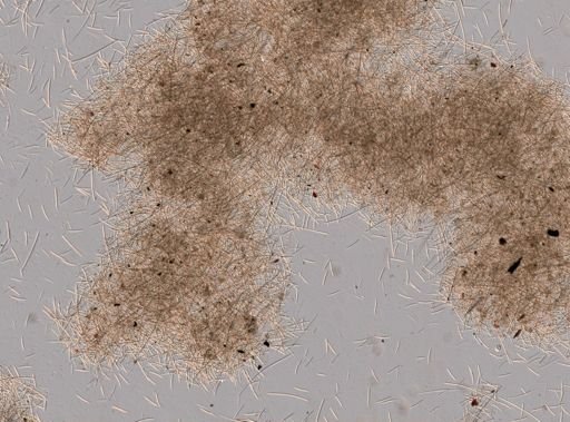 Haliclona