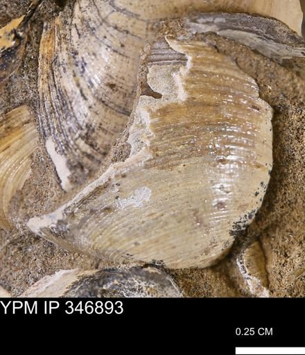 Limopsis striatopunctatus