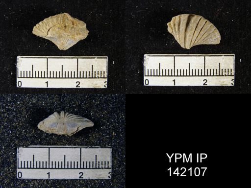 Spiriferina cristata