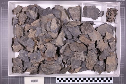 mixed taxa, stratigraphic collection