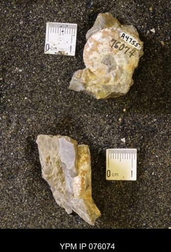 Hoploscaphites birkelundi