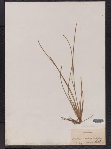 Eleocharis obtusa