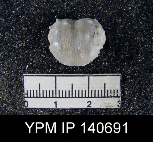 Marginifera typica