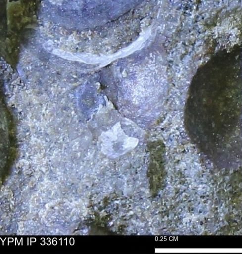 undet. Bivalvia
