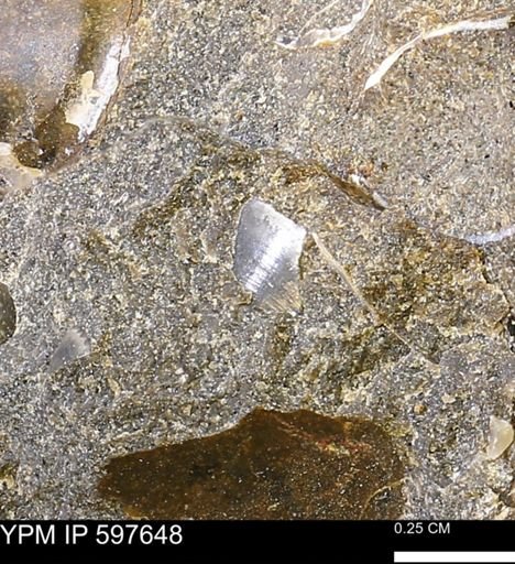 undet. Bivalvia