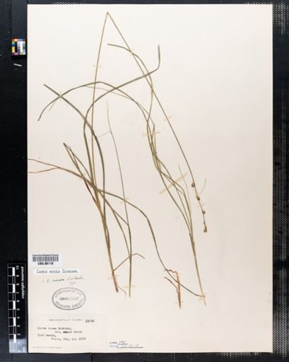 Carex rosea
