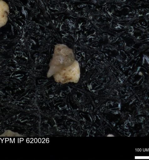 undet. Foraminiferida