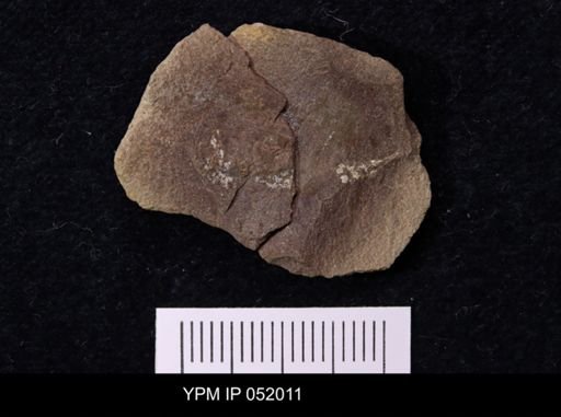 Anthracaris gracilis