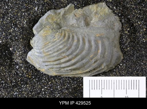 Grammysioidea alveata