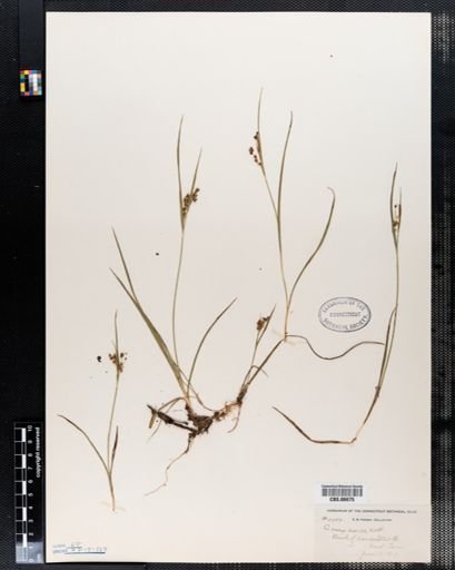 Carex aurea