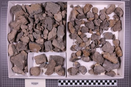 mixed taxa, stratigraphic collection