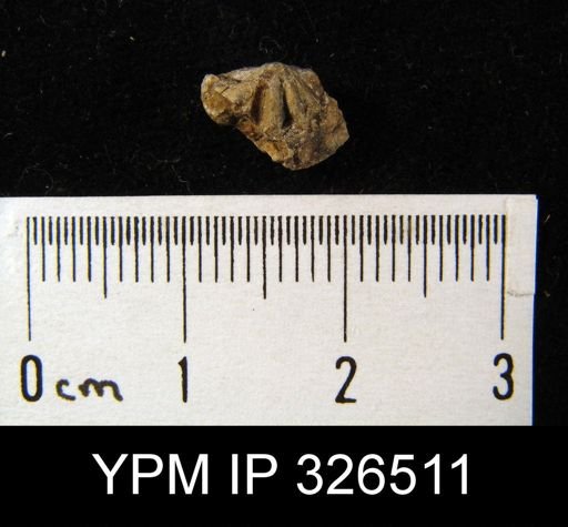 Spiriferina campestris