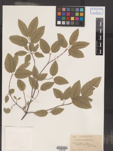 Lonicera canadensis