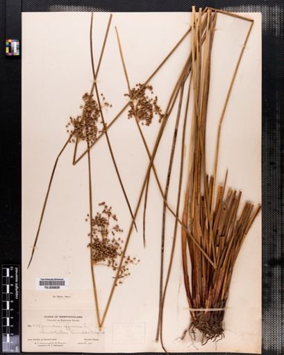 Juncus effusus