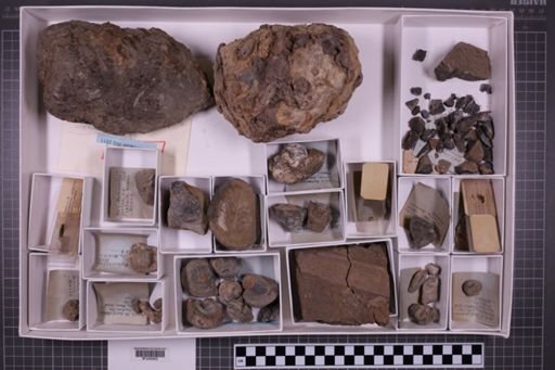 mixed taxa, stratigraphic collection