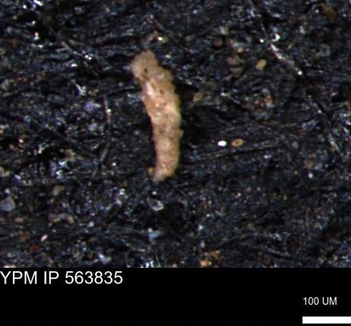 Verneuilinoides kansasensis