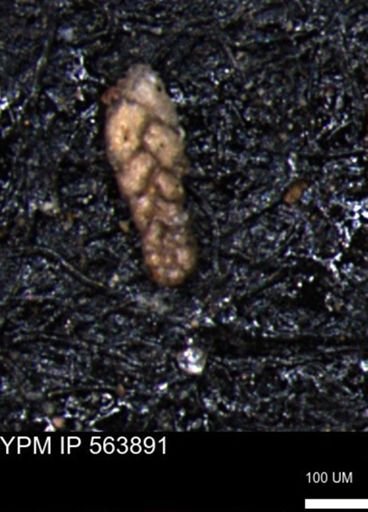 Ammobaculoides phaulus