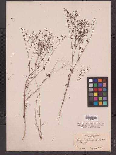 Paronychia canadensis