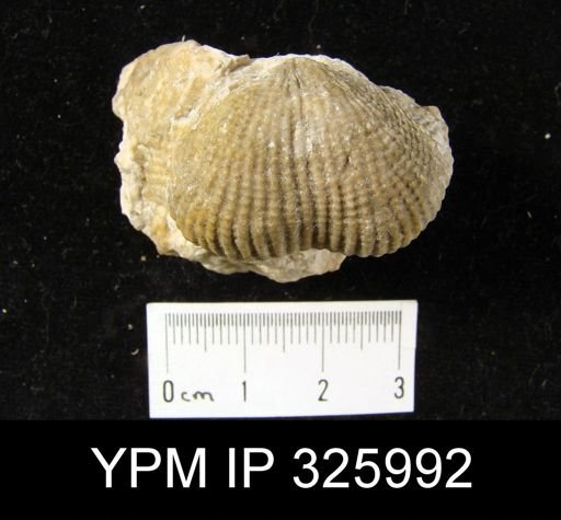 Proboscidella sp.