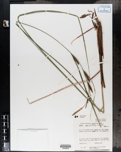 Carex aquatilis