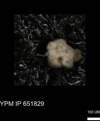 undet. Rugoglobigerinidae