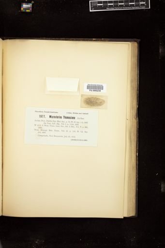 Micrasterias thomasiana