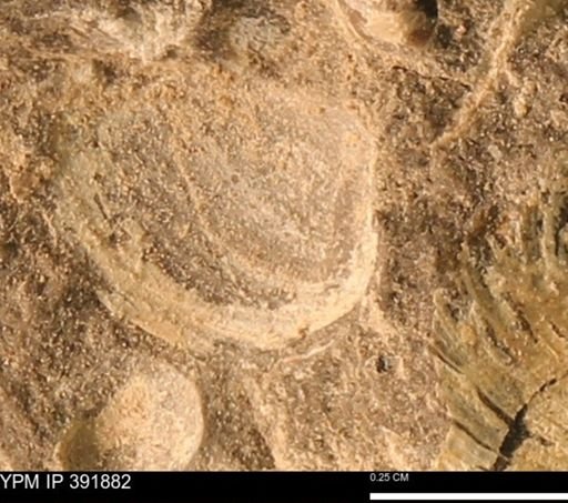 Protocardia sp.