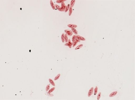 Paramecium calkinsi