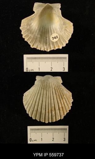 Chlamys sp.